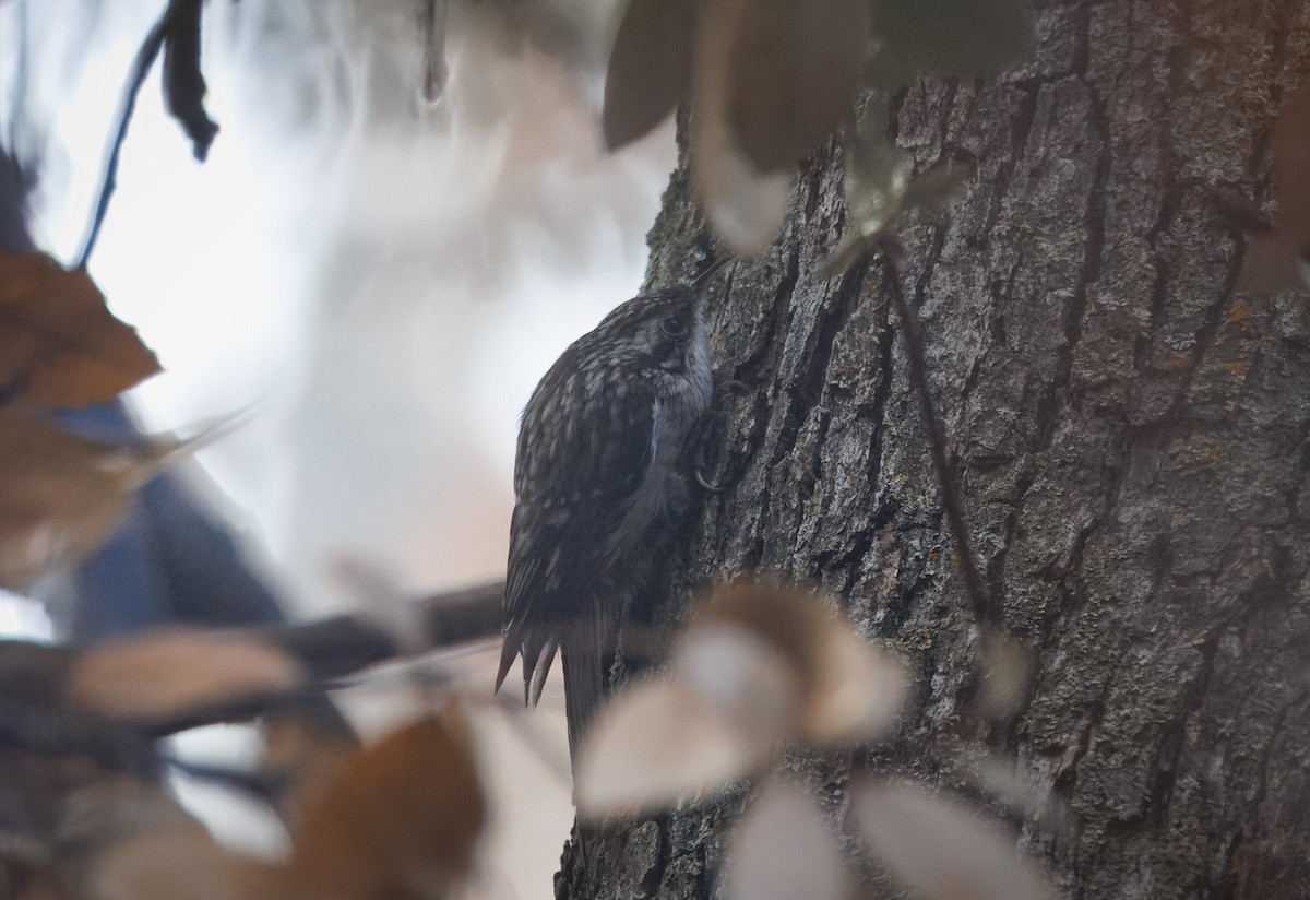 Brown Creeper - ML628109209