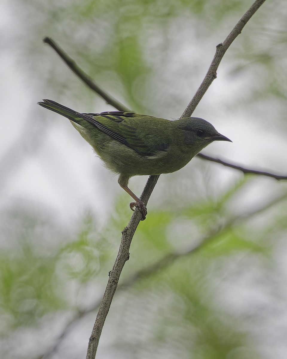 Blue Dacnis - ML628109212