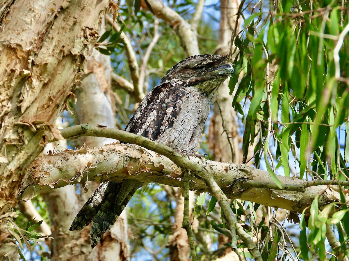 Tawny Frogmouth - ML628109241