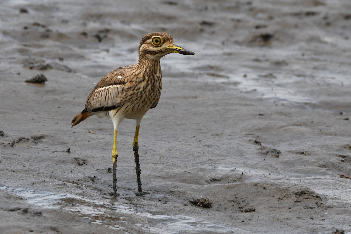 Water Thick-knee - ML628109248