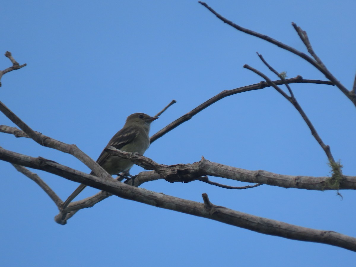 Lesser Elaenia - ML628109251