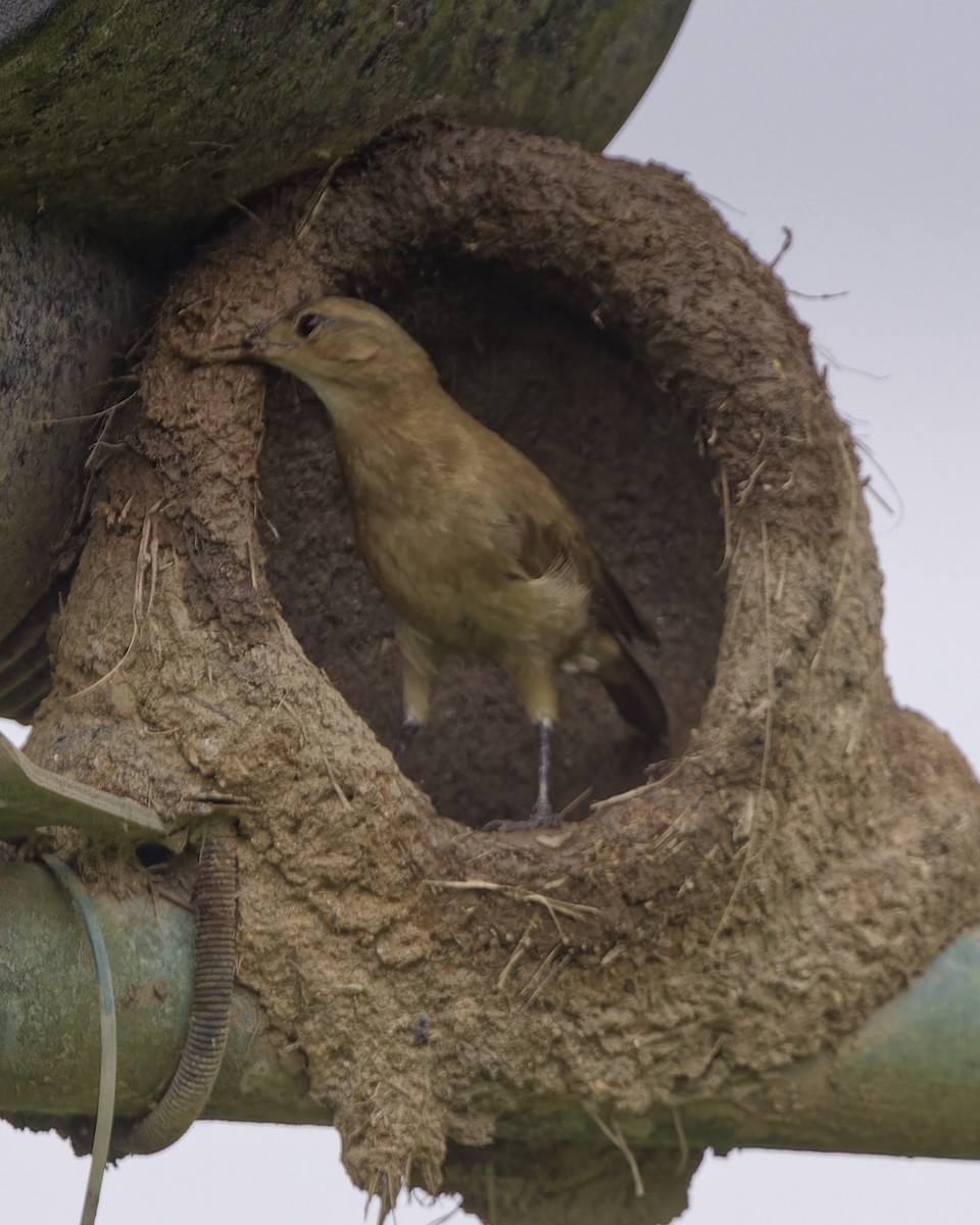 Rufous Hornero - ML628109253