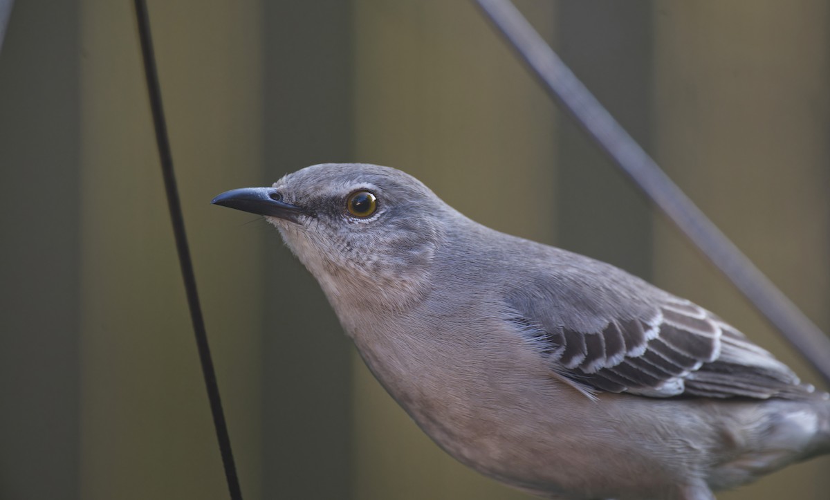 Northern Mockingbird - ML628109255