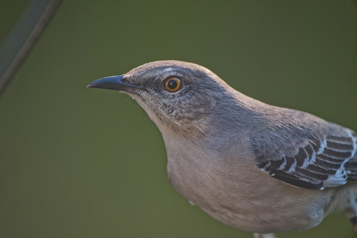 Northern Mockingbird - ML628109256