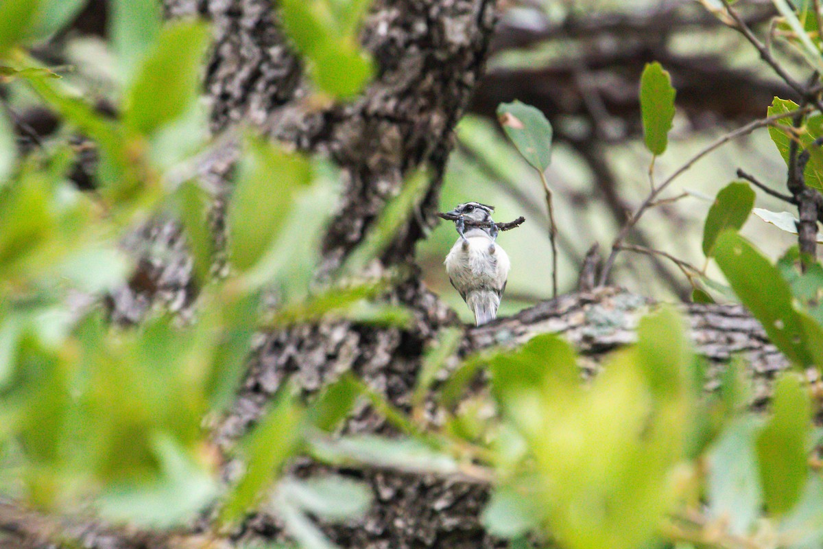 Bridled Titmouse - ML628109257