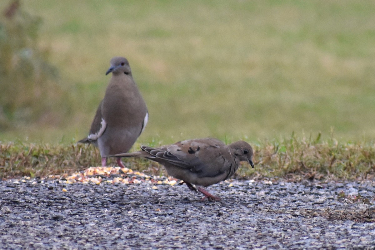 Mourning Dove - ML628109258