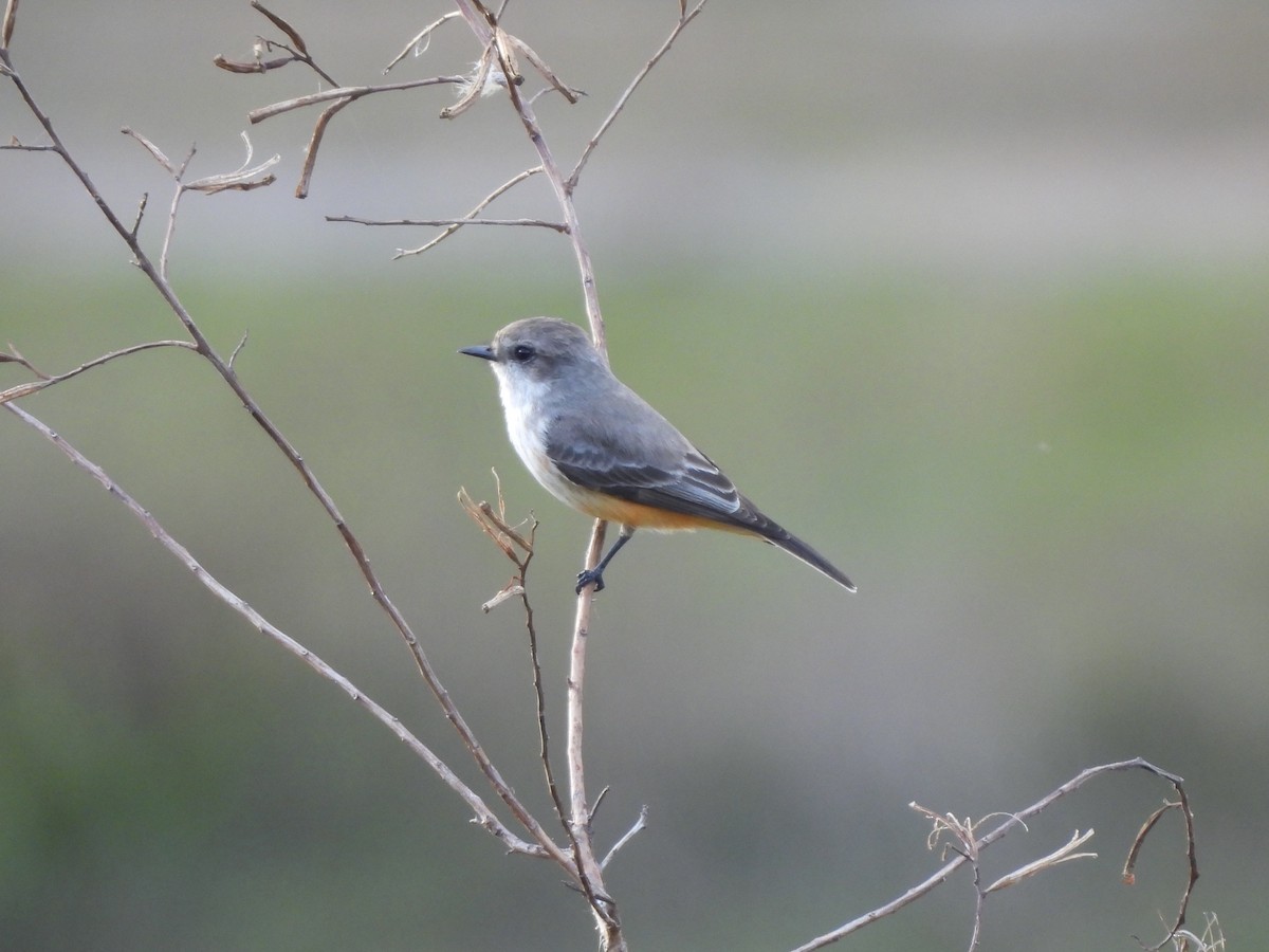Vermilion Flycatcher - ML628109259