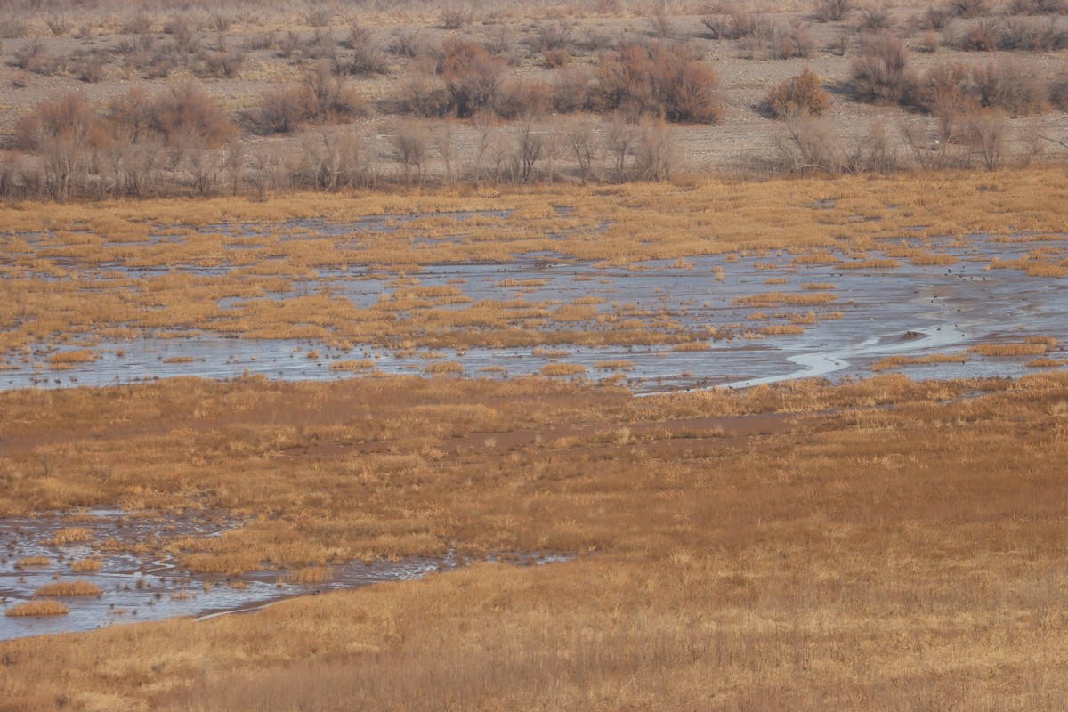 American Avocet - ML628109265