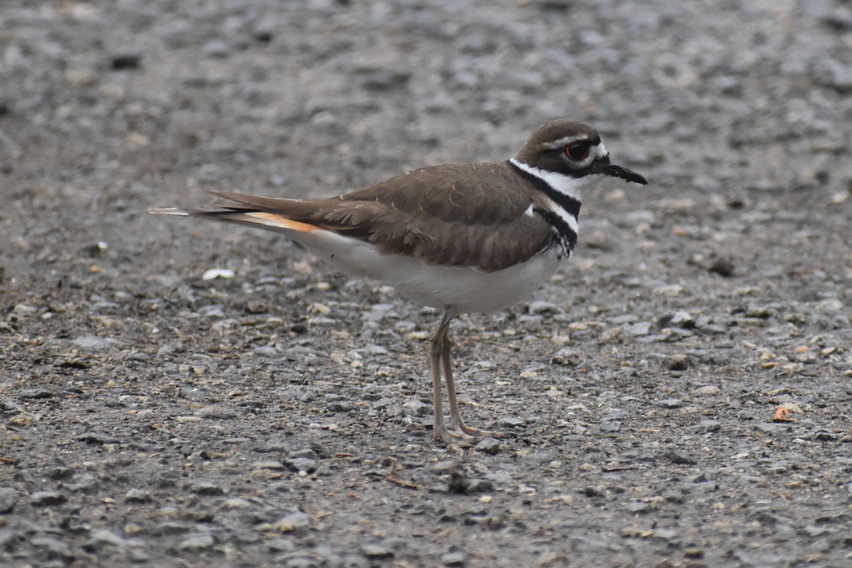 Killdeer - ML628109266