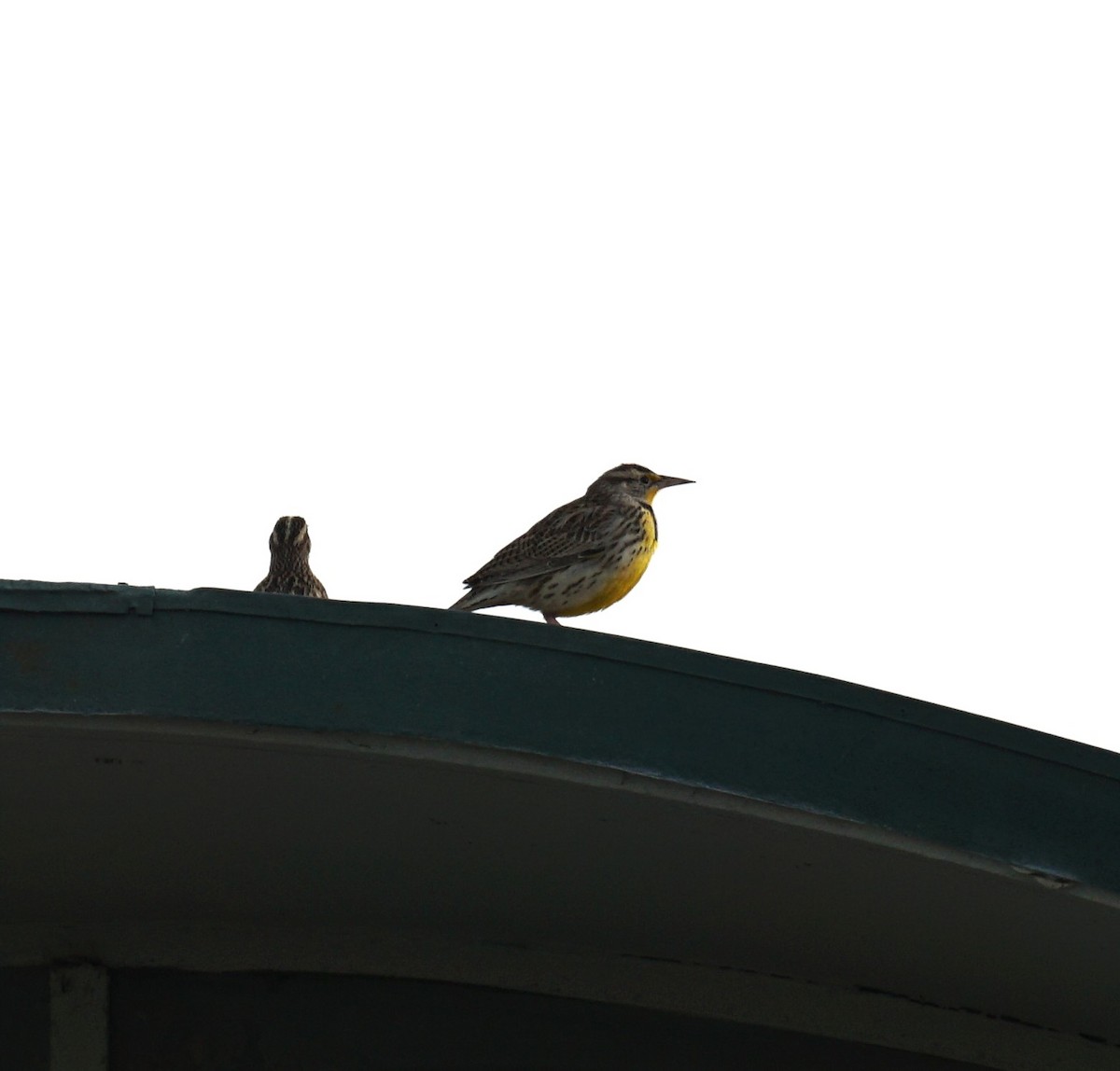 Western Meadowlark - ML628109270