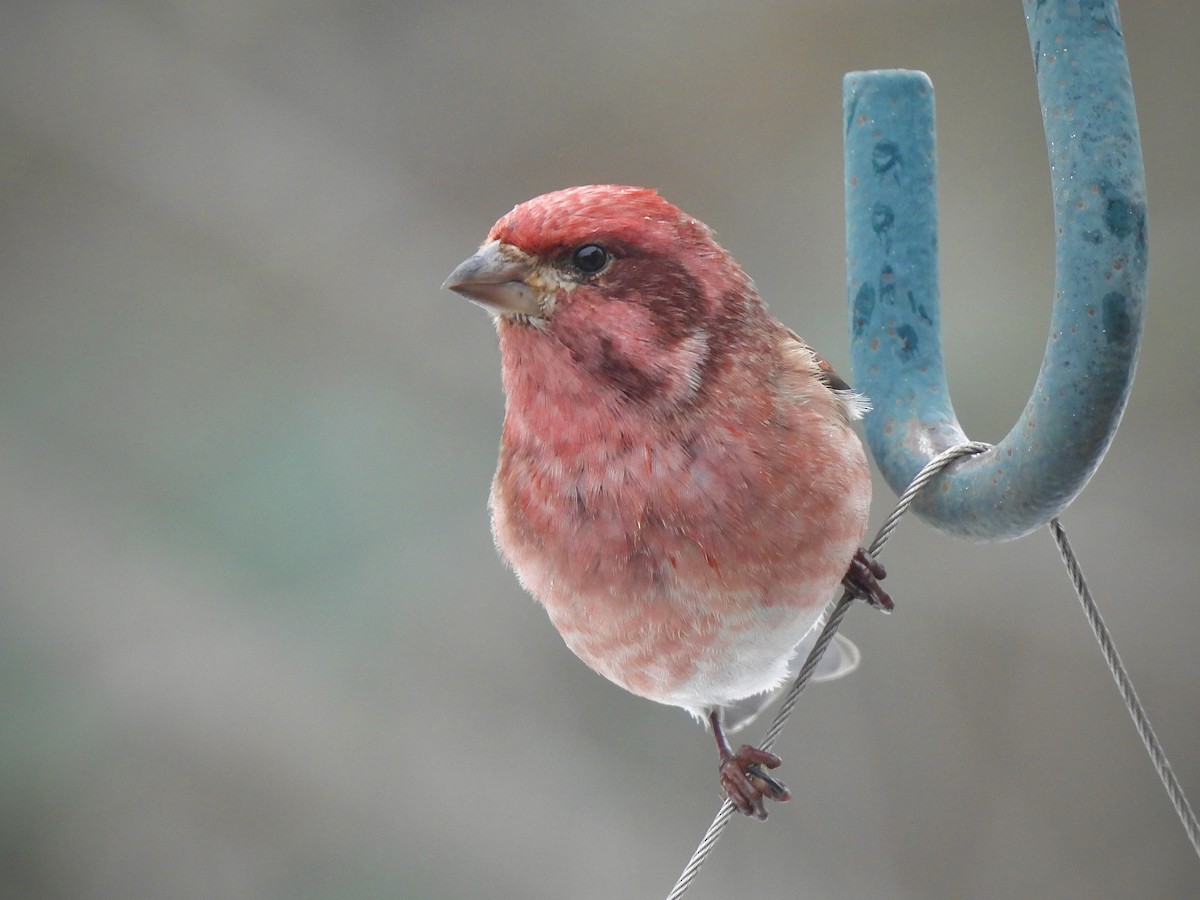 Purple Finch - ML628109274