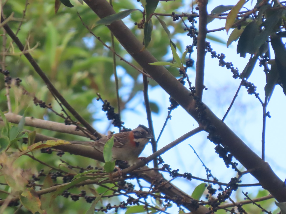 Rufous-collared Sparrow - ML628109275