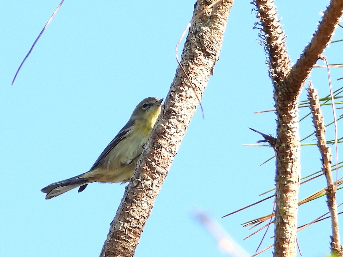 Pine Warbler - ML628109277