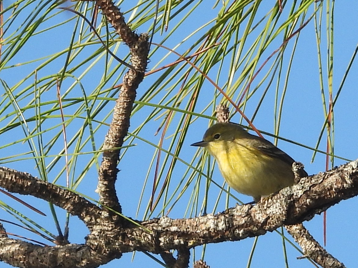 Pine Warbler - ML628109278