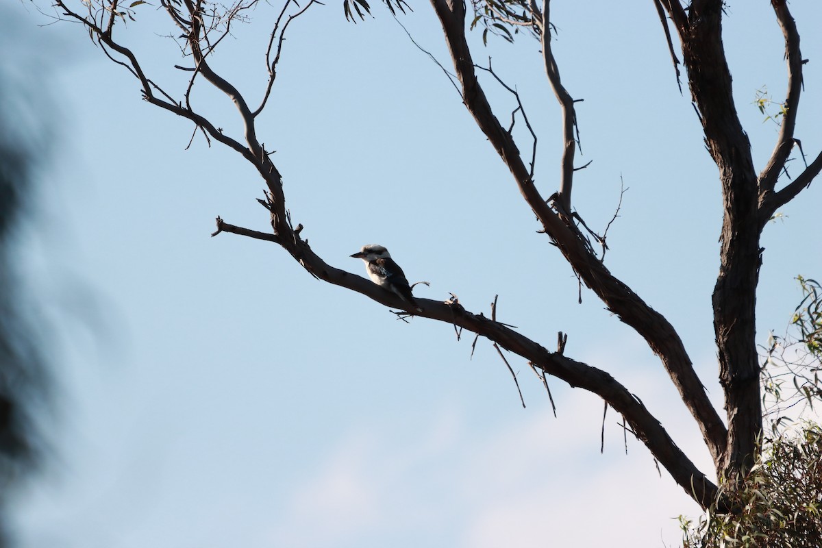 Laughing Kookaburra - ML628109280