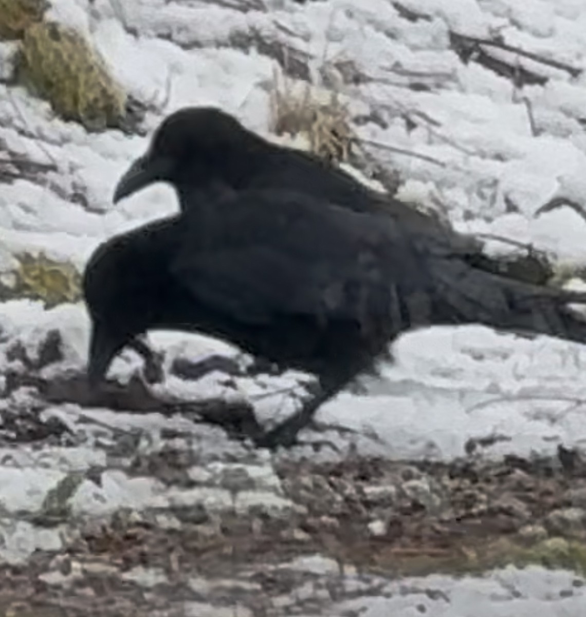 Common Raven - ML628109282