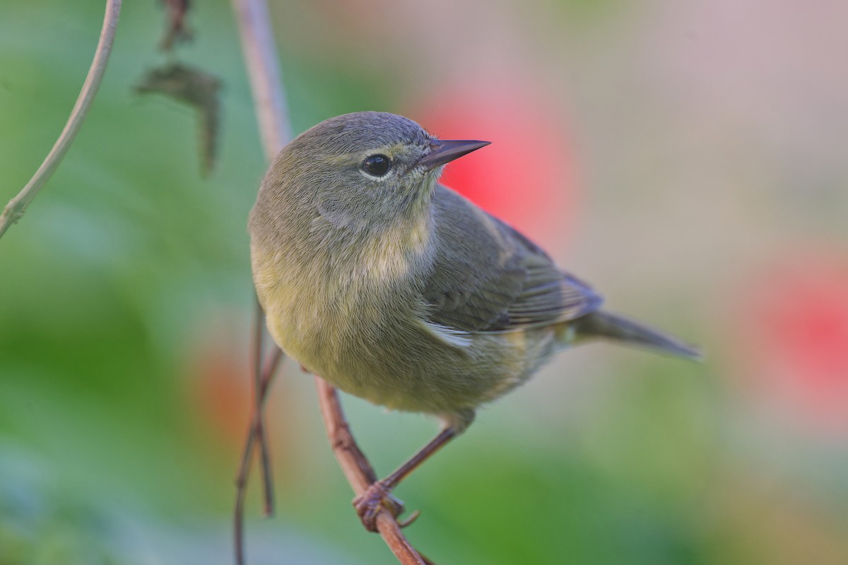 Orange-crowned Warbler - ML628109283