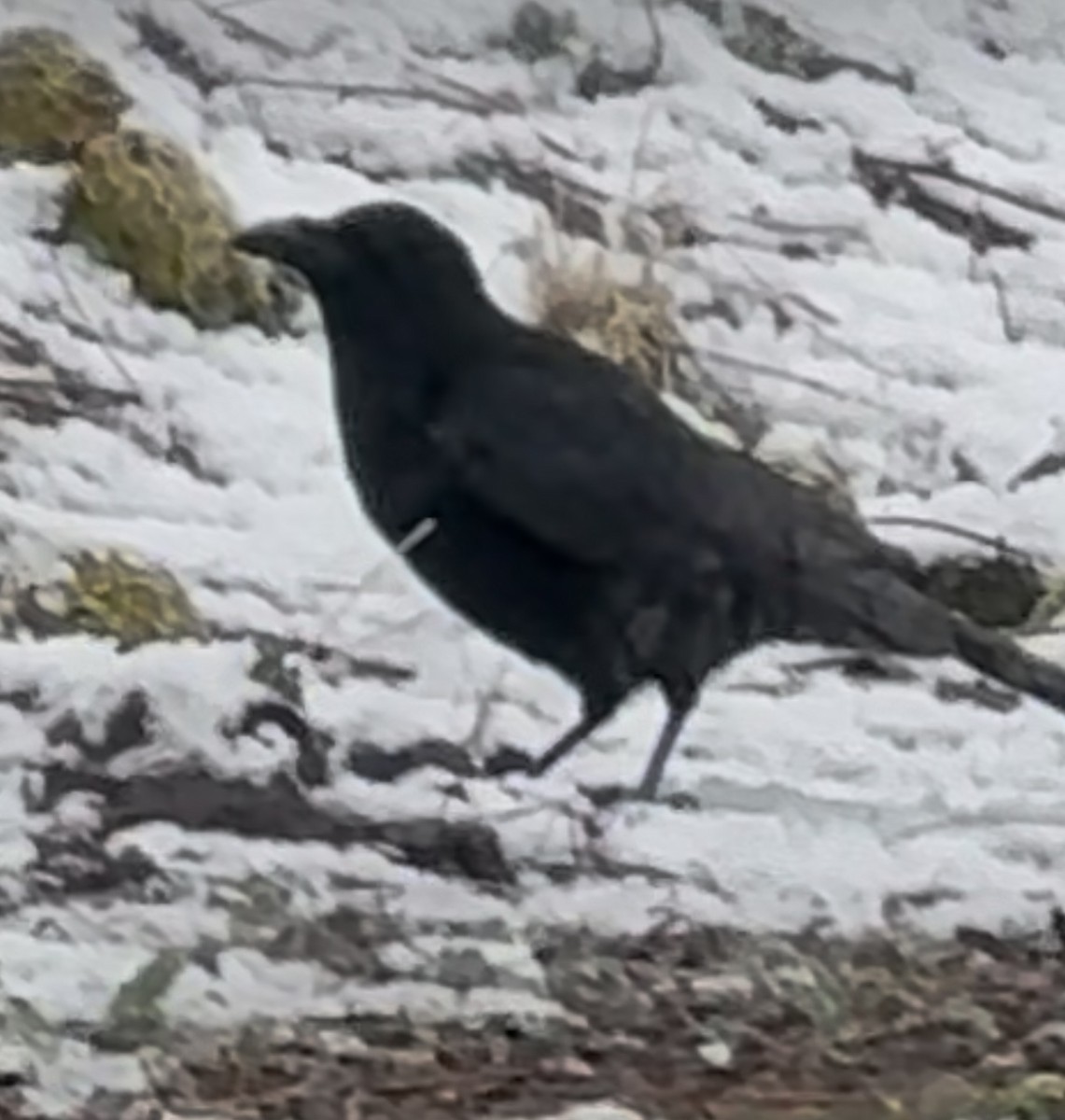 Common Raven - ML628109284