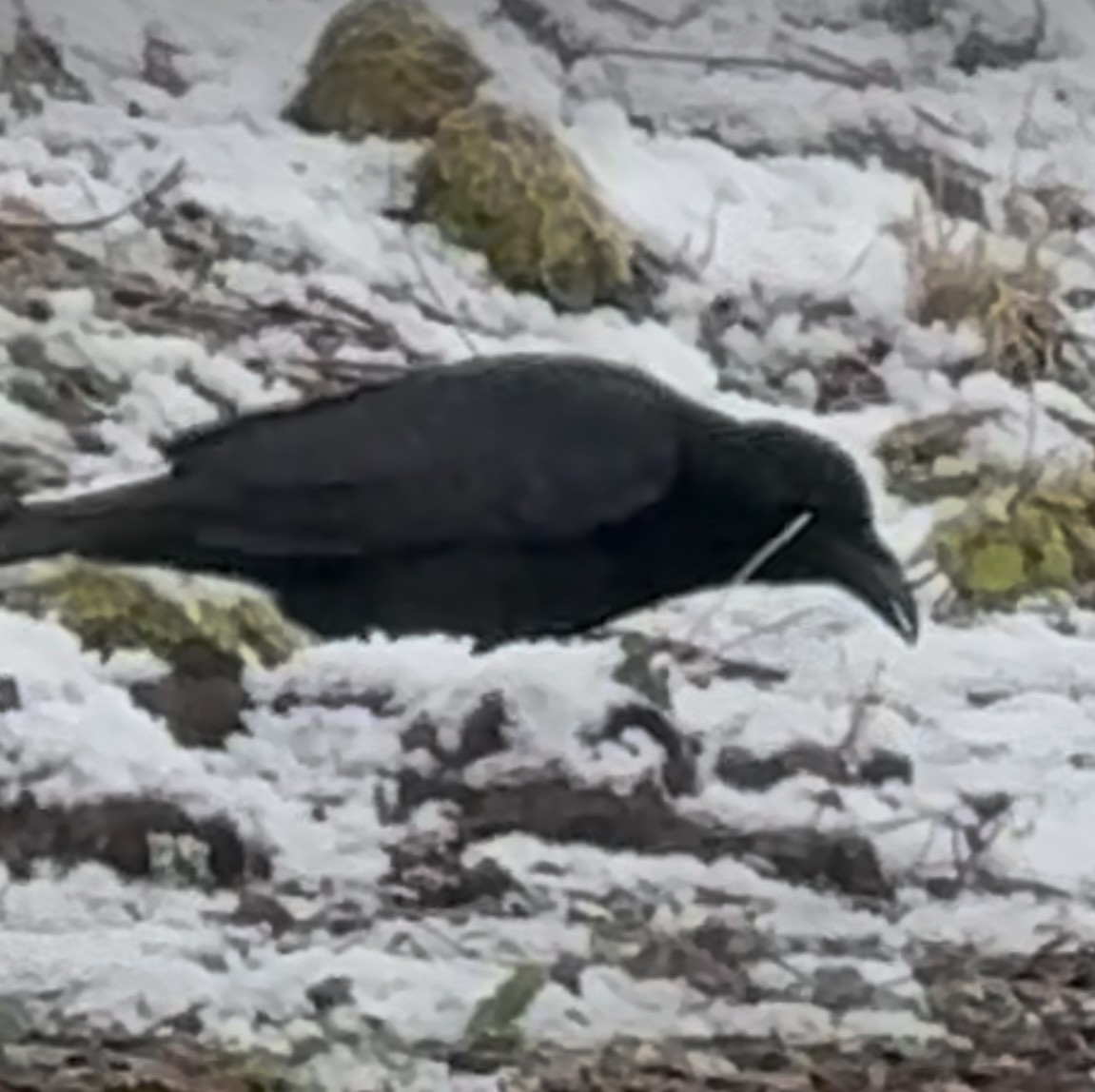 Common Raven - ML628109285