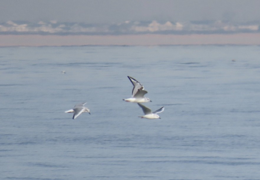 Bonaparte's Gull - ML628109288