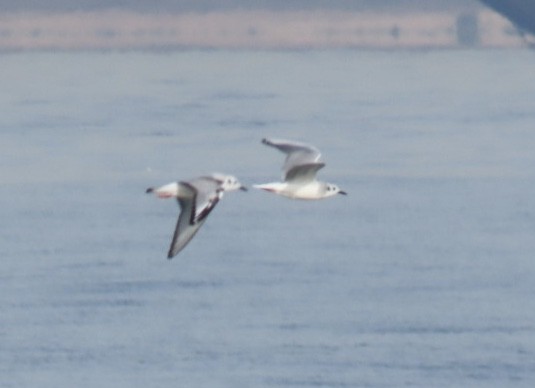 Bonaparte's Gull - ML628109289