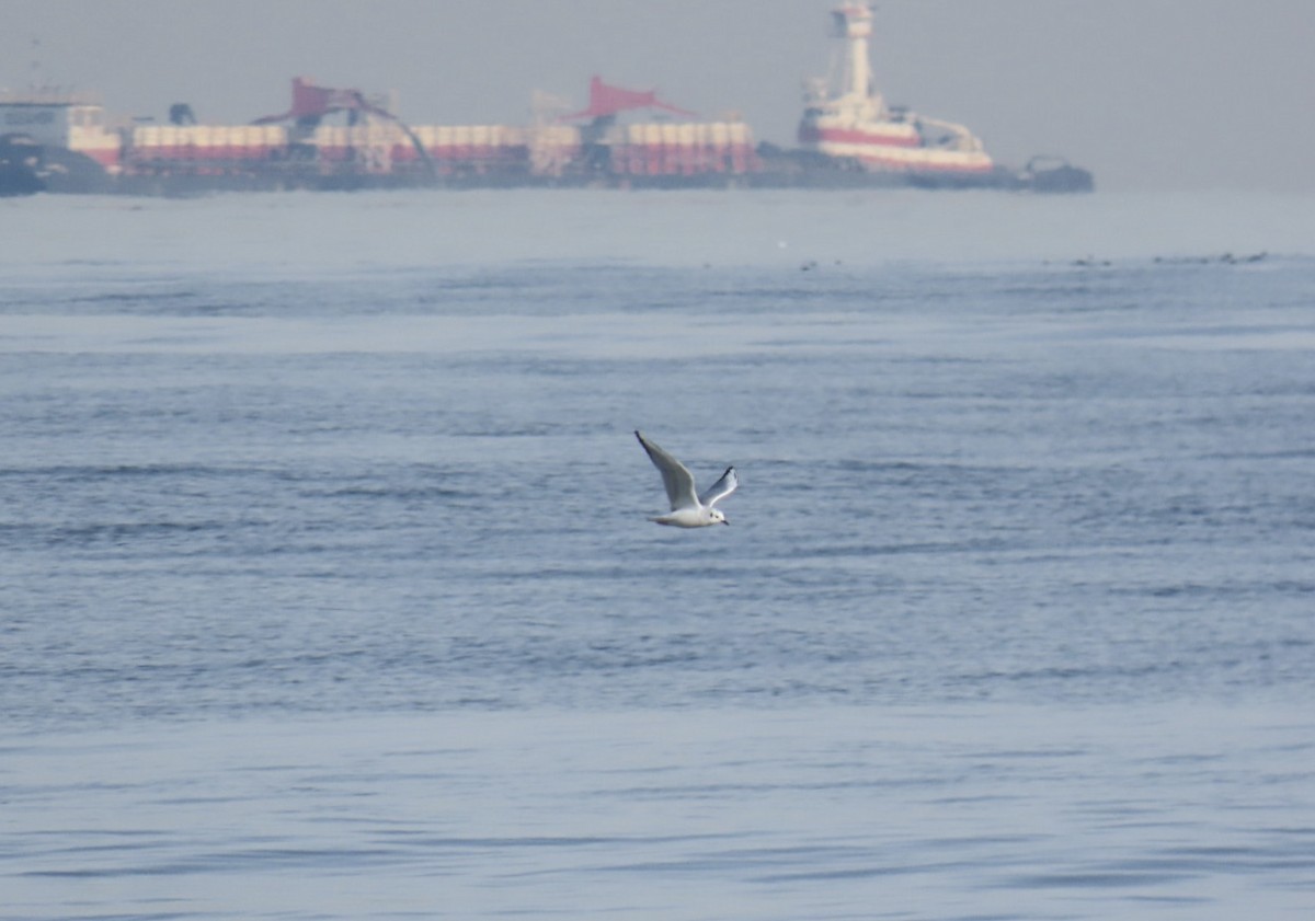 Bonaparte's Gull - ML628109290