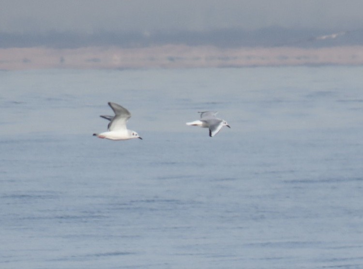 Bonaparte's Gull - ML628109291