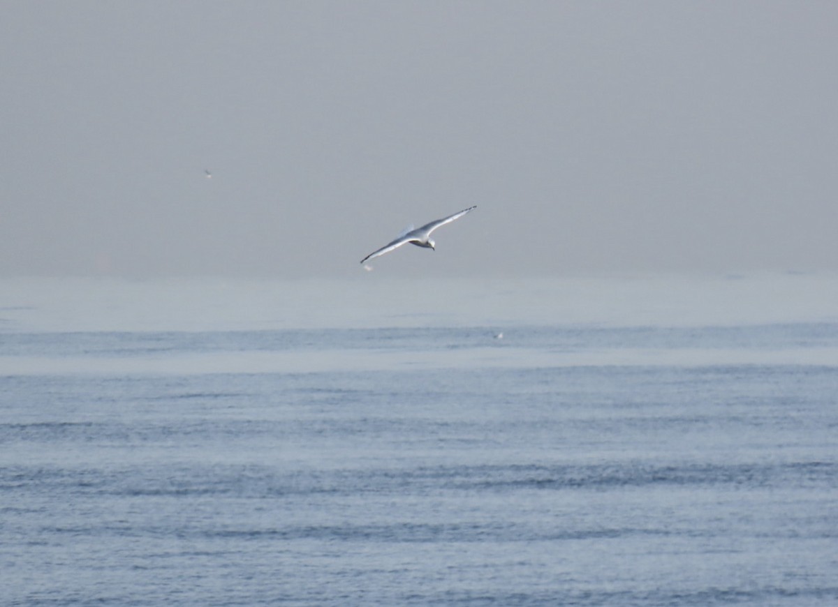 Bonaparte's Gull - ML628109292