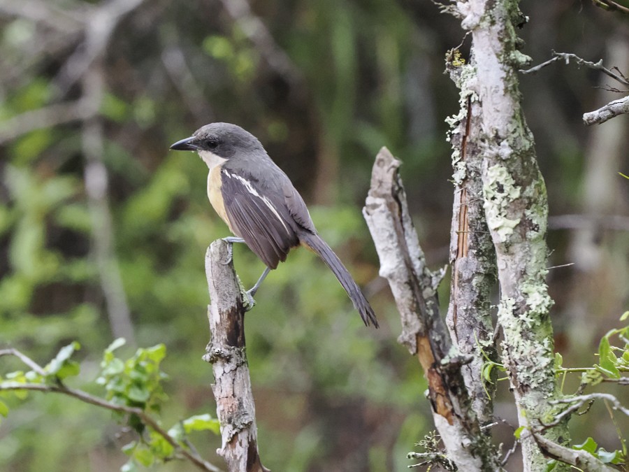 Southern Boubou - ML628109294