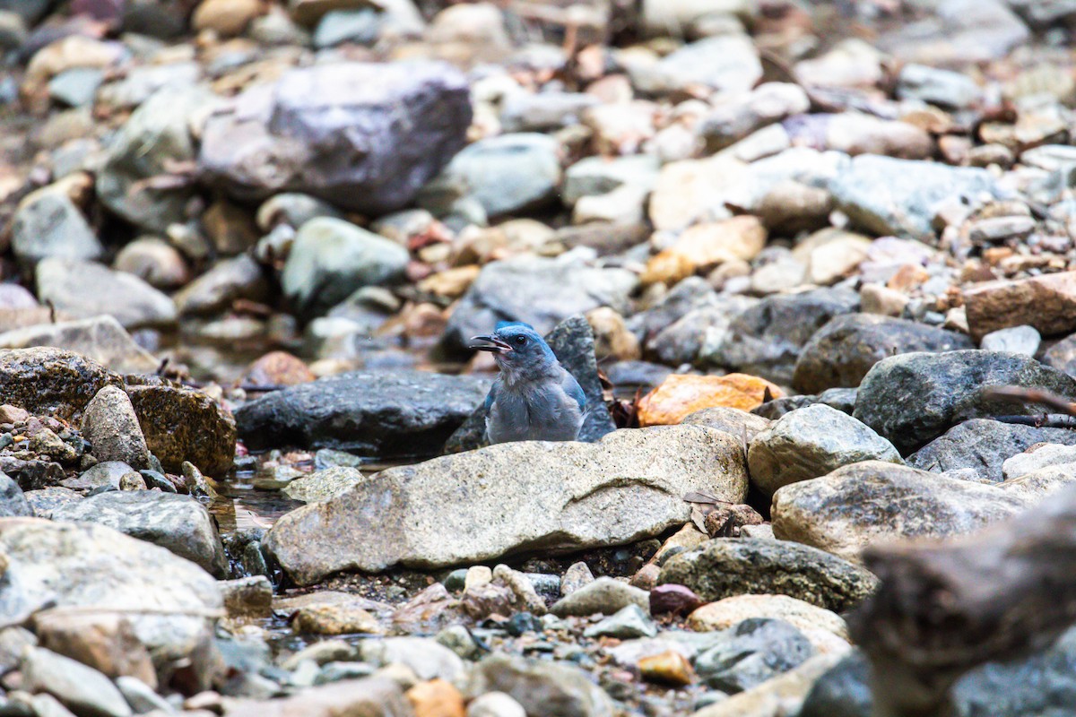 Mexican Jay - ML628109297