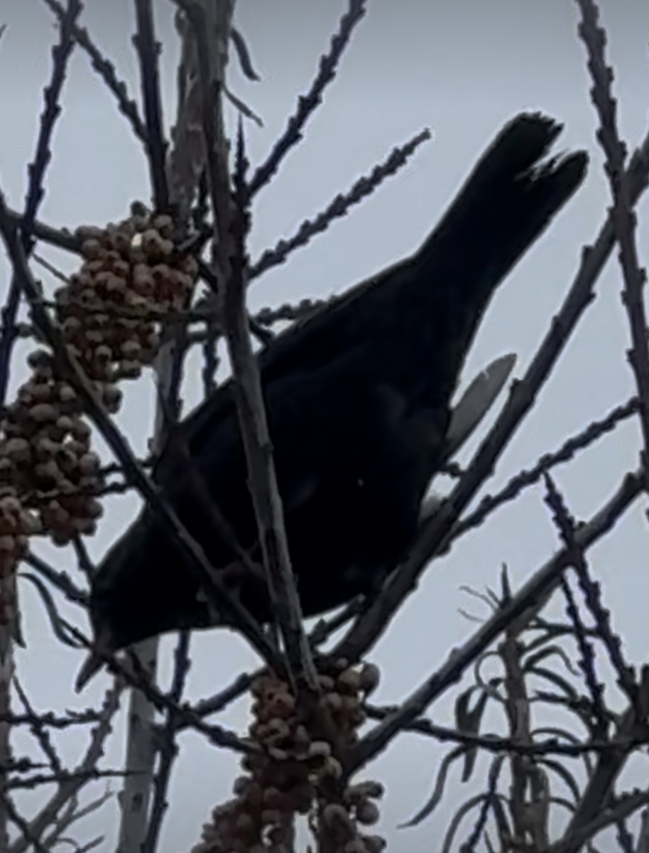 Хар хөөндэй - ML628109306