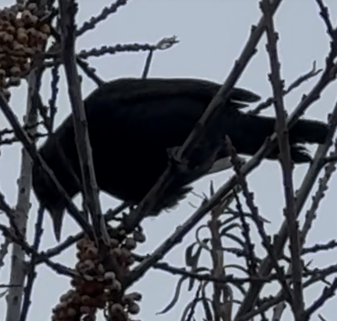 Хар хөөндэй - ML628109307