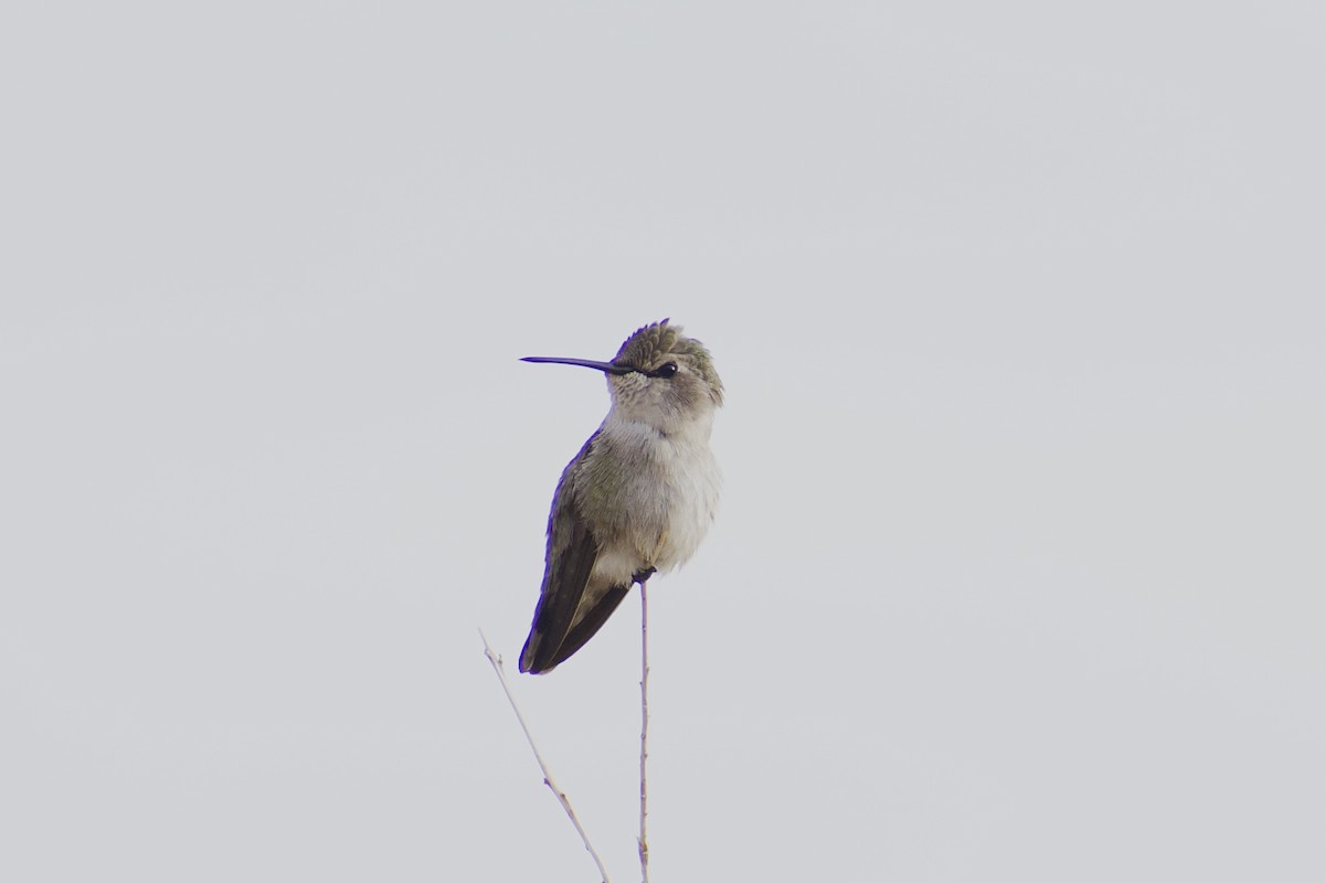 Costa's Hummingbird - ML628109308