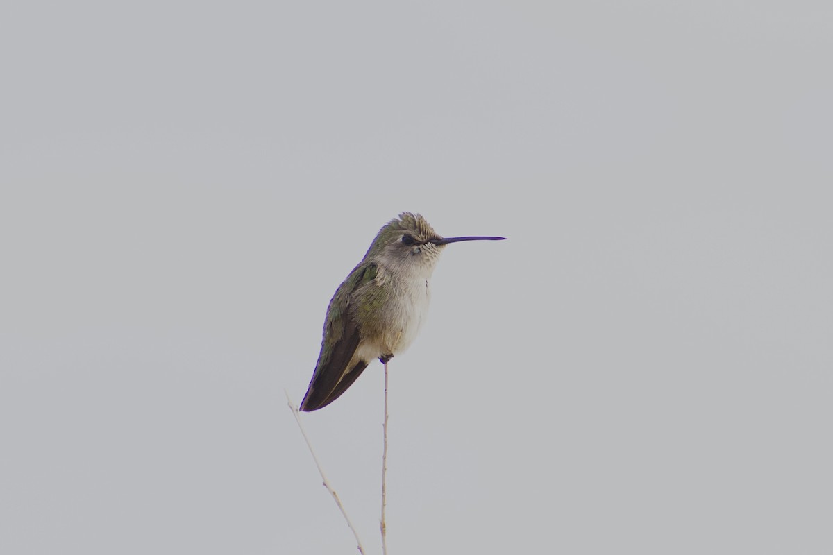 Costa's Hummingbird - ML628109309