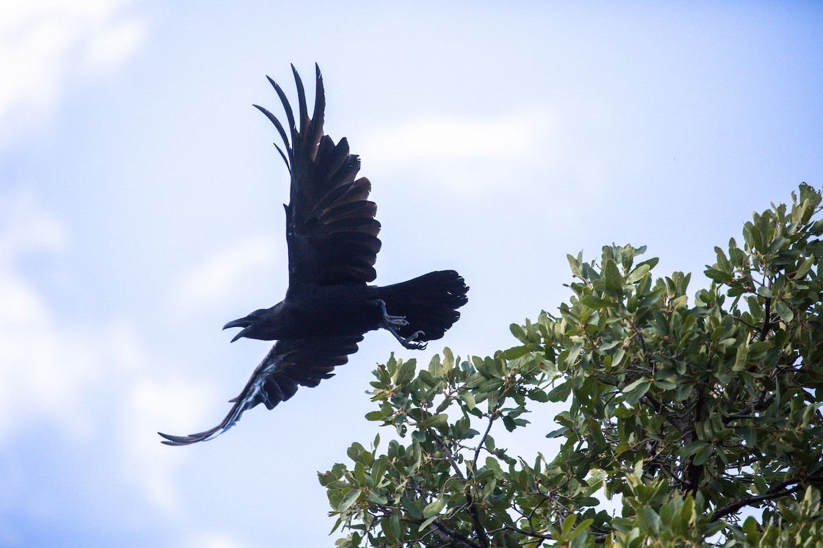 Common Raven - ML628109368