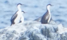Cormoran antarctique - ML628109398