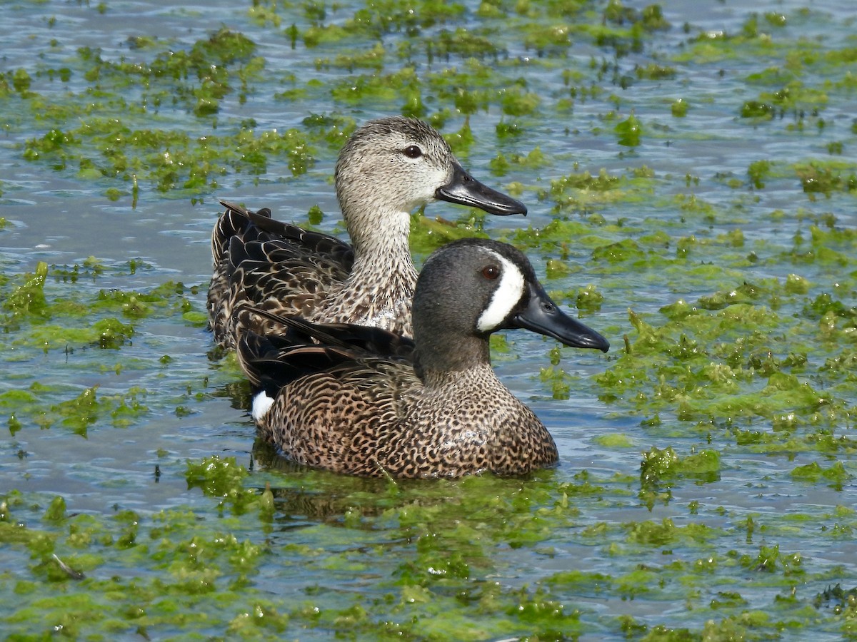 Blue-winged Teal - ML628109403
