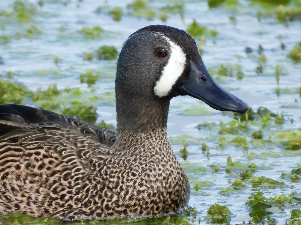 Blue-winged Teal - ML628109404