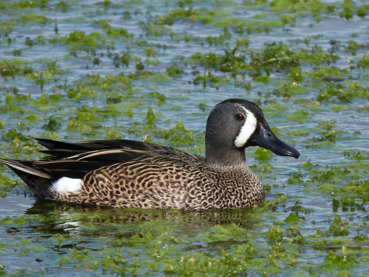 Blue-winged Teal - ML628109405