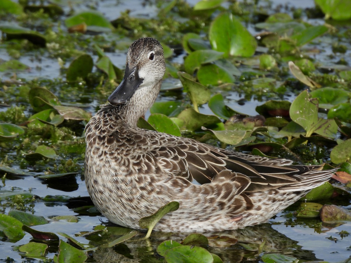 Blue-winged Teal - ML628109407