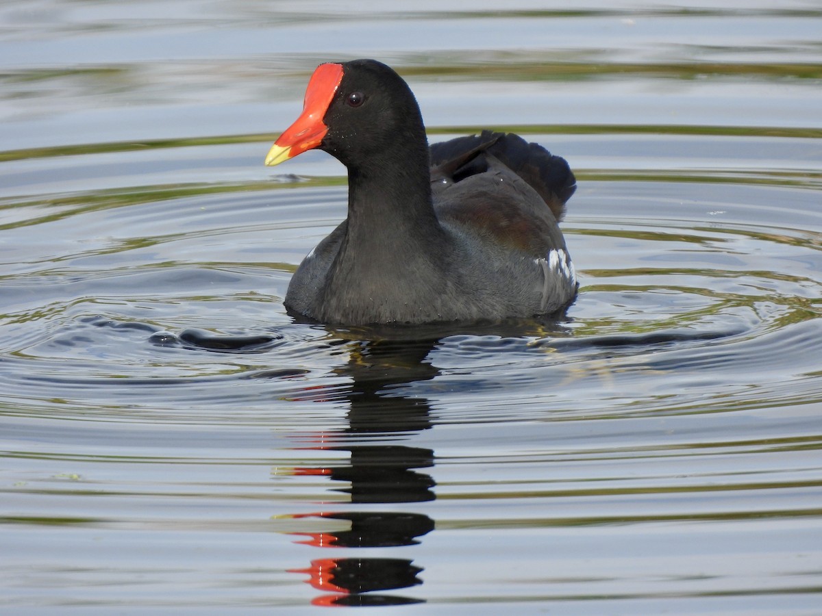 Common Gallinule - ML628109423