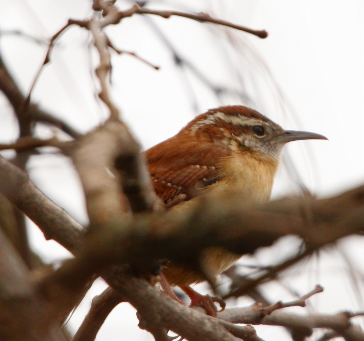 Carolina Wren - ML628109429