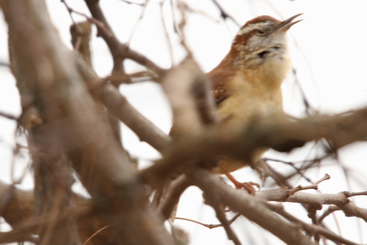 Carolina Wren - ML628109433