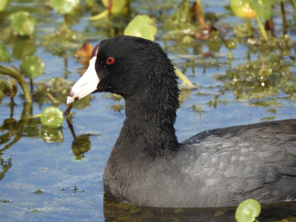 American Coot - ML628109436