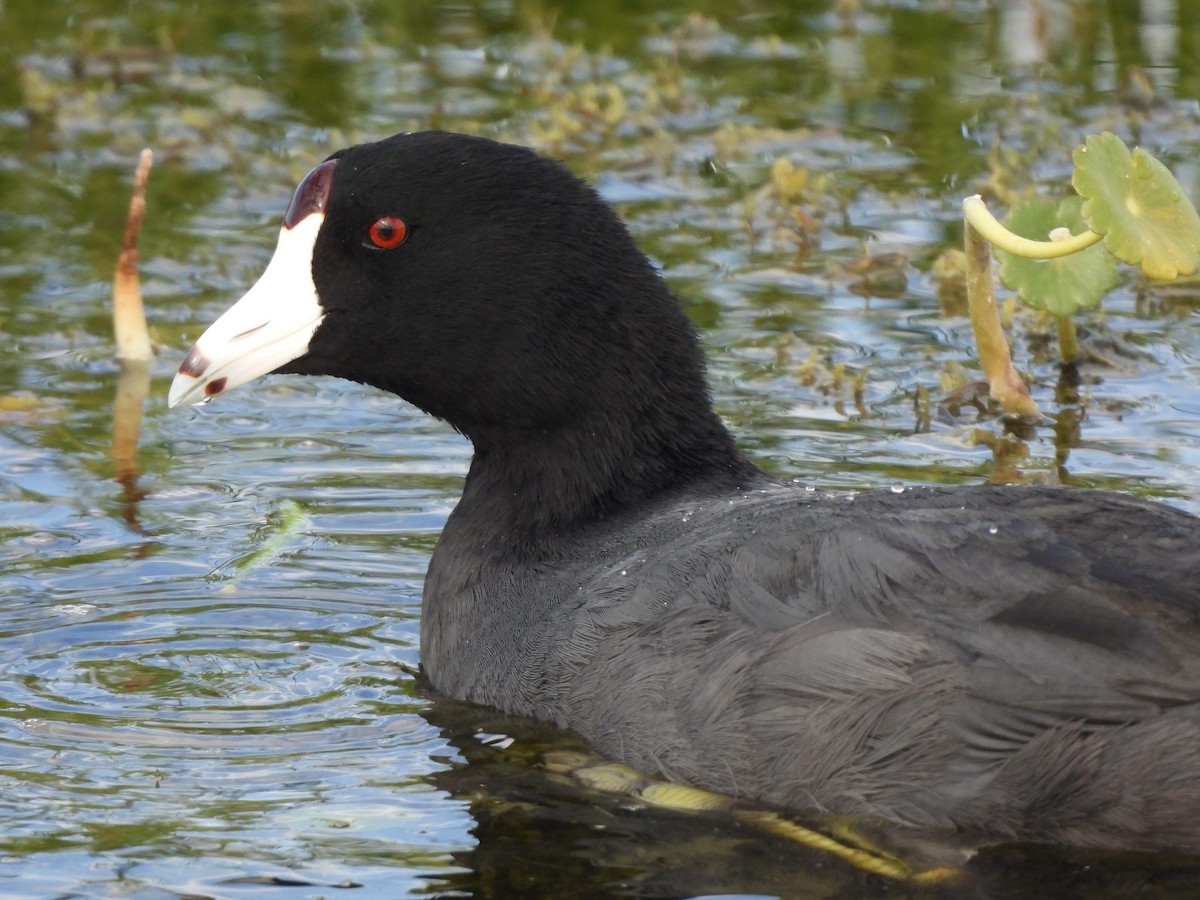 American Coot - ML628109437