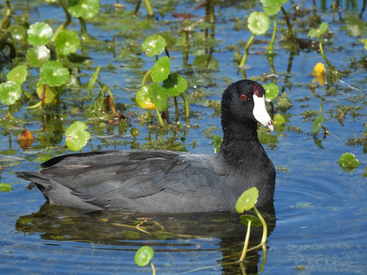 American Coot - ML628109438