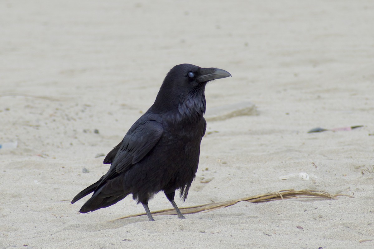 Common Raven - ML628109445