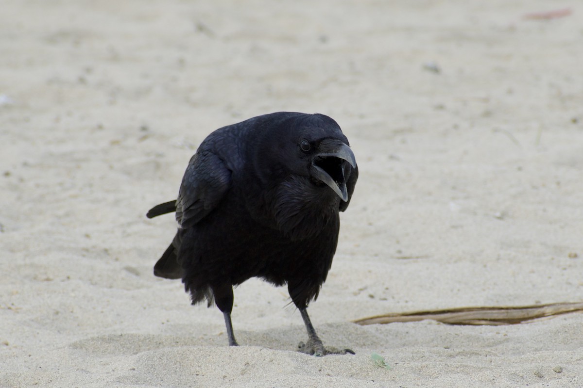 Common Raven - ML628109446