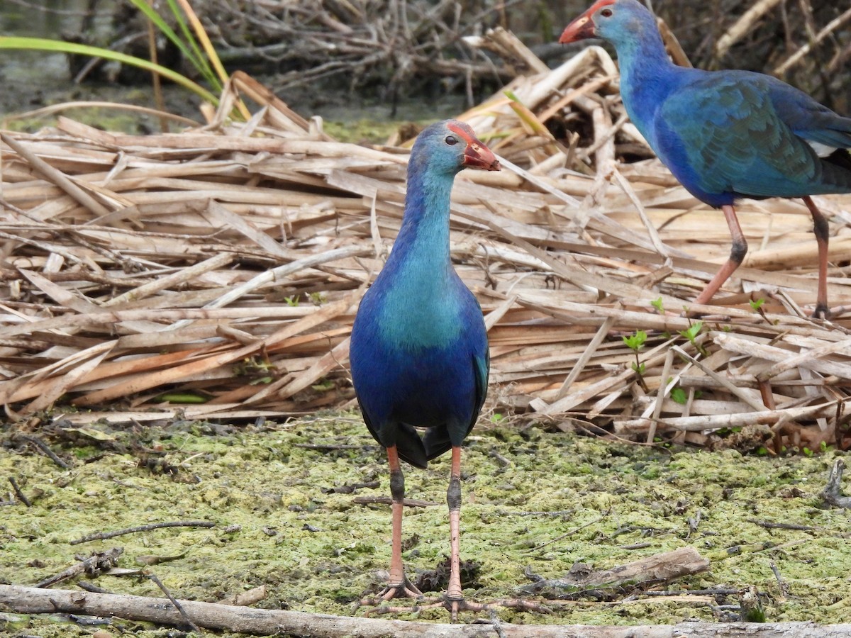 Gray-headed Swamphen - ML628109449