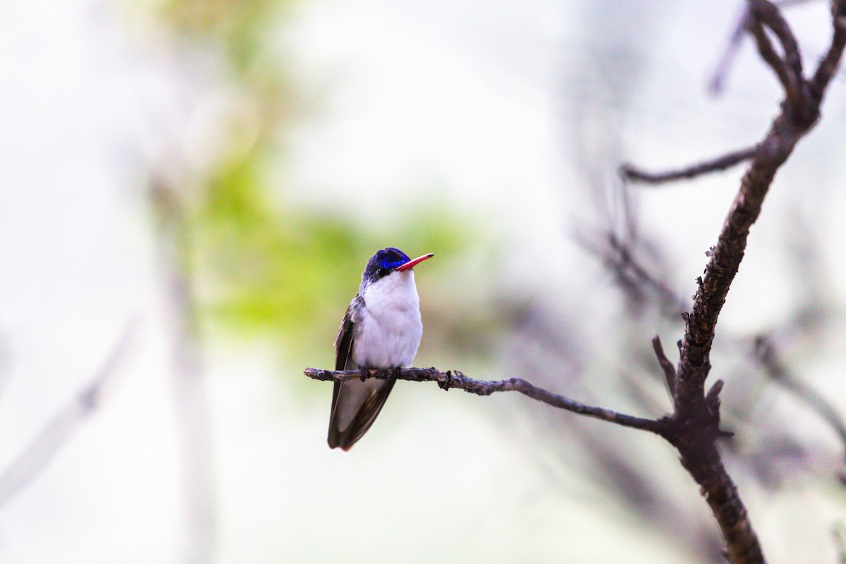 Violet-crowned Hummingbird - ML628109457